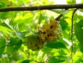 Custard apple, bird-eating fruit on a sweet fruit tree