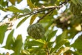 Custard apple on branch. sitafal Royalty Free Stock Photo