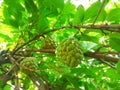 Custard apple on a branch