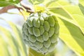 Custard apple closeup detail fruit Royalty Free Stock Photo