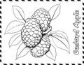 Custard Apple Coloring Pages for Kids Royalty Free Stock Photo