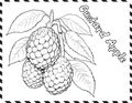 Custard Apple Coloring Pages for Kids Royalty Free Stock Photo