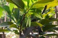 Custard Apple flower