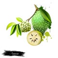 Custard apple fruit, Annona squamosa. Digital art