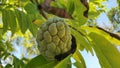 Custard Apple Fruit is Atis in Philippines Royalty Free Stock Photo