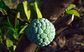 Custard-Apple fruit from Indonesia