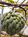 Custard apple fruit in macro angle Royalty Free Stock Photo