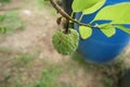 Custard apple in garden Royalty Free Stock Photo