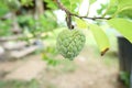 Custard apple in garden Royalty Free Stock Photo