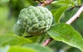 Custard Apple Royalty Free Stock Photo