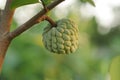 Custard apple growing on tree