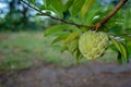 Custard apple growing on tree