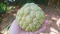 Custard apple Royalty Free Stock Photo