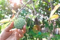 Custard apple with man hand. Thailand fruit. Agriculture Royalty Free Stock Photo