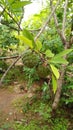 Custard Apple Premium High Res natural image