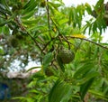 Custard Apple and Rambutan fruits.