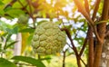 Custard apple , sugar apple fruit on the tree in the summer - sweetsop