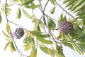 Custard apple on tree in farm Royalty Free Stock Photo