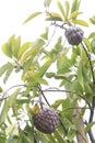 Custard apple on tree in farm Royalty Free Stock Photo