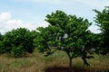 Custard apple tree in farm Royalty Free Stock Photo