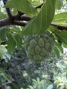 Custard Apple On the tree Royalty Free Stock Photo