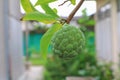 Custard apple on trees in garden select focus with shallow depth of field Royalty Free Stock Photo