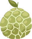 Custard apple vector