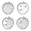 Custard Apple Vector Illustration Hand Drawn Fruit Cartoon Art