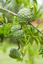 Custard apples