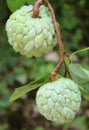 Custard apples