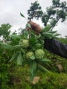 Custard apples at my village Royalty Free Stock Photo