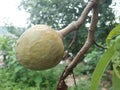 Custard apples or Sugar apples or Annona squamosa Linn. growing on a tree Royalty Free Stock Photo