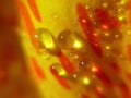 Yellow Canna Lily With Orange Flecks And Water Drops VI Royalty Free Stock Photo