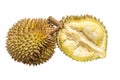 Custardy pale yellow flesh inside spiky husk of durian the popular fruit with strong odour native in Southeast Asia isolated on w