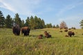 Custer Buffalo