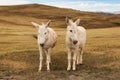 Two White Burros in the Summer at Custer State Park in South Dakota. Royalty Free Stock Photo