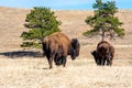 Bison Grazing in Custer State Park