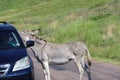 Wild donkeys and horses in Custer state park in South Dakota Royalty Free Stock Photo