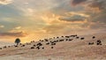 Pronghorn Sheep in Custer State Park, SD