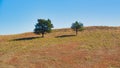 Custer State Park, SD