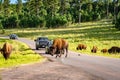 Custer State Park, South Dakota, USA - Cars driving though the herd of bisons Royalty Free Stock Photo