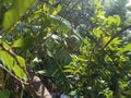 Custered apple tree