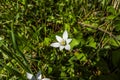 2023 04 09 Custozza Ornithogalum divergens Boreau 1