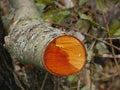 Cut alder tree with annual ring Royalty Free Stock Photo