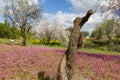 Cut almond tree in a field with purple flowers in spring in Cyprus