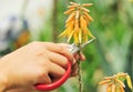 Cut aloe flower