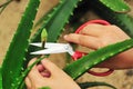 Cut aloe flower bud