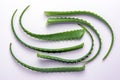 Green aloe leaves