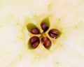 Cut apple core detail