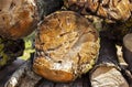 A cut apple tree stump eaten by tree beetles. Freshly cut tree stump. Royalty Free Stock Photo